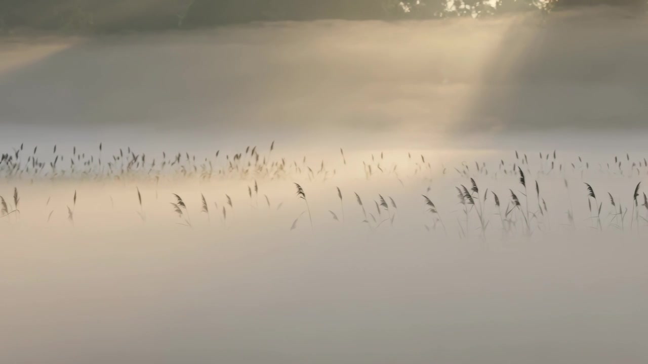 Sunlight breaking through mist, horizontal reed band gaining detail at marsh dawn, water glinting
