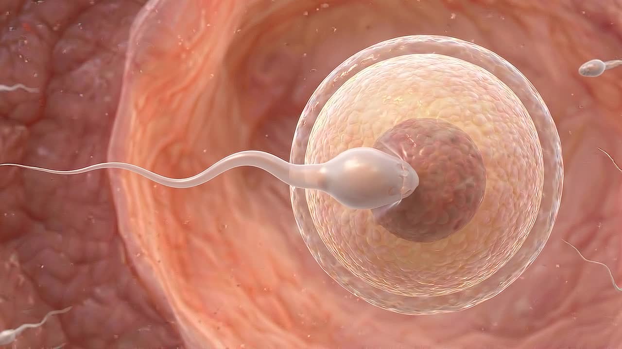 Espermatozoides acercándose y fertilizando un óvulo humano