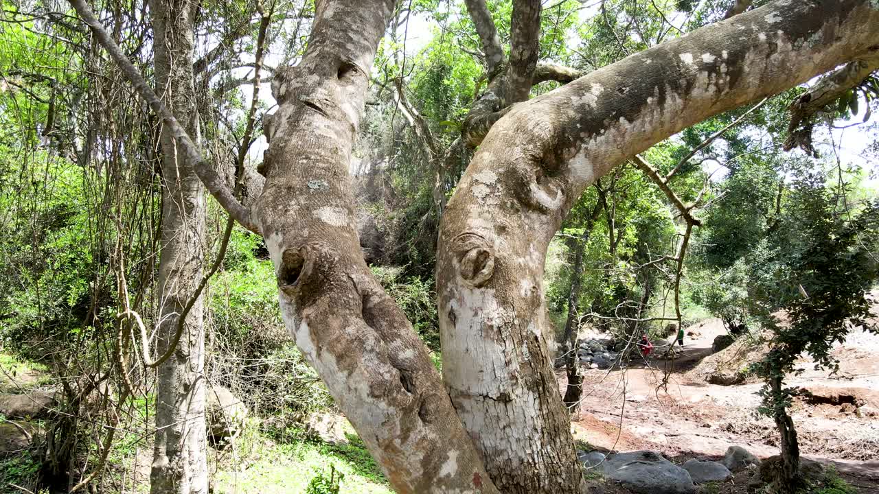 cielo de la aldea al aire libre hermoso paisaje de la aldea del bosque del paisaje aéreo - fotografía aérea del bosque rural kenia - controlador inalámbrico de drones quadcopter