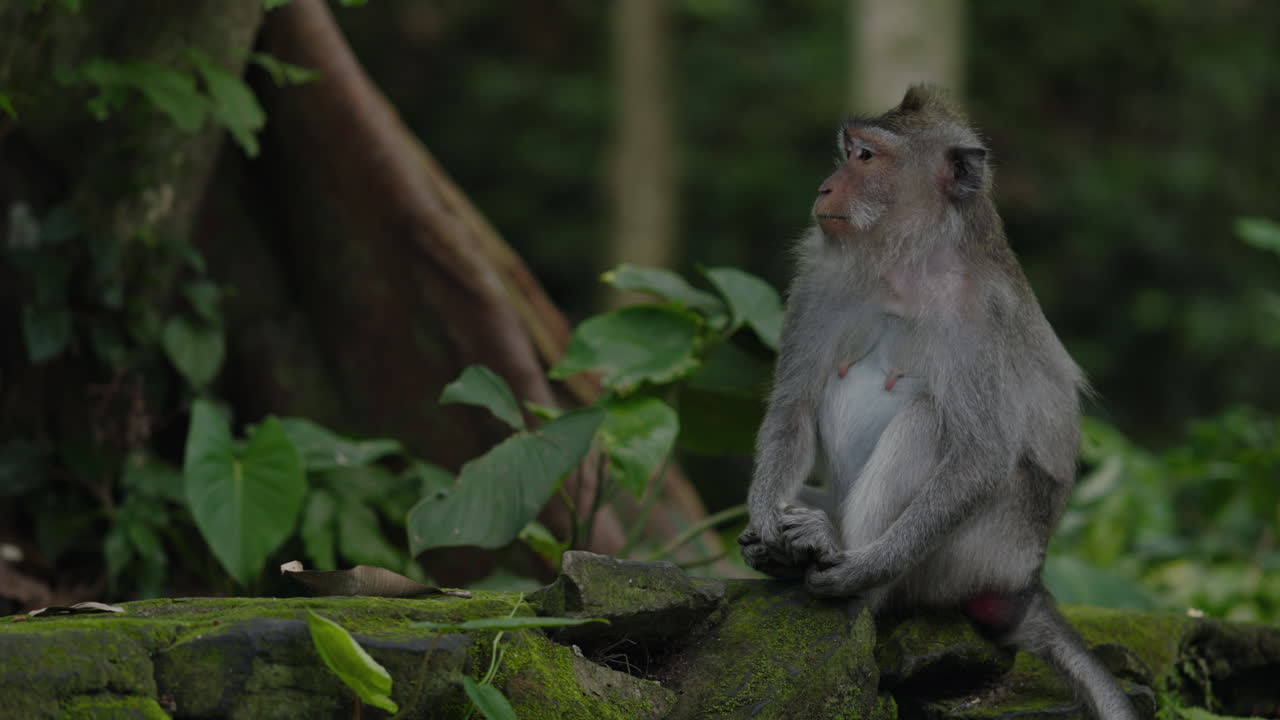 Monkey in a Tropical Forest