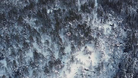 Torre-De-Observación-De-Madera-En-Un-Bosque-En-Un-Día-Frío-Y-Nevado