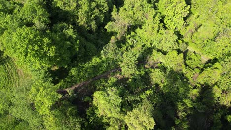 Vista-De-Pájaro-Sobre-La-Exuberante-Vegetación-Verde-En-El-Campo---Disparo-De-Drones