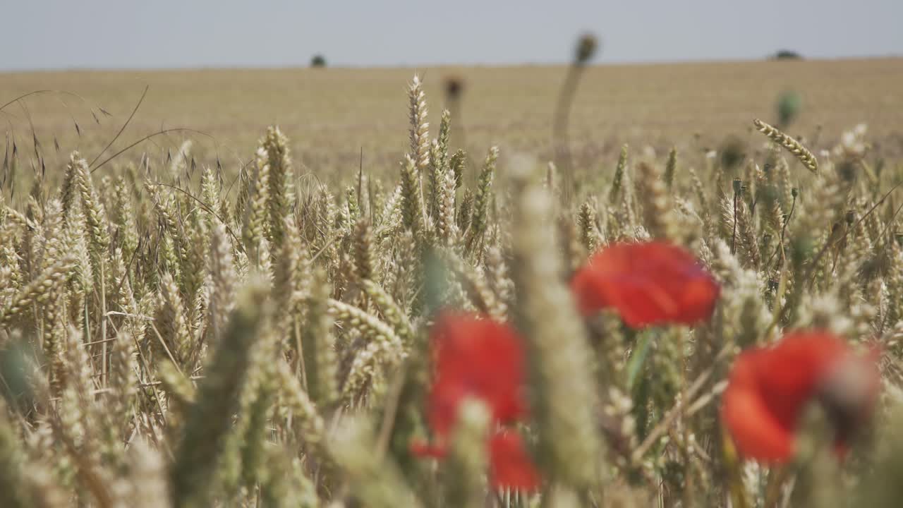 Wheat crop swaying through wind outdoor in nature