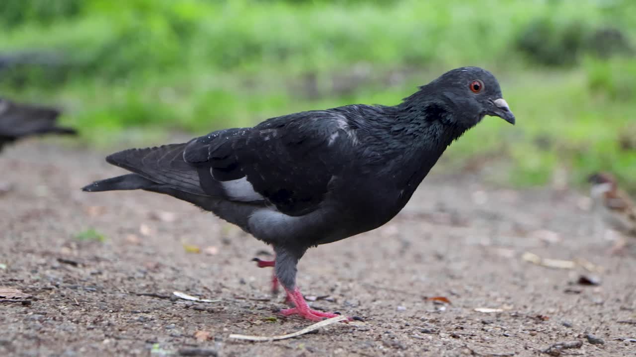 도쿄 최고의 전망