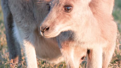 a young kangaroo joey grazes on grass in a sunlit field, gradually lifting its head. warm, natural sunset lighting, close-up, steady camera