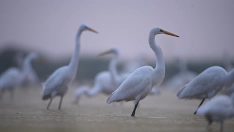 Bandada-De-Grandes-Garcetas-Pescando-En-La-Mañana-Brumosa