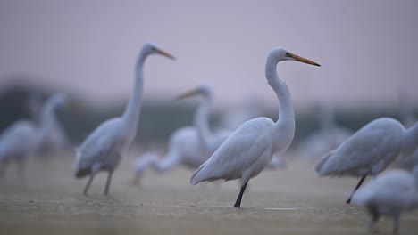 flock of great egrets fishing in misty morning