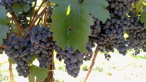 red grapes hanging and gently moving in an early autumn breeze, part1, pan right