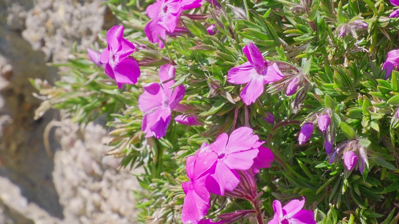 Vibrant pink blossoms bloom amidst green foliage. Sunlight highlights delicate petals and lush stems. Flowers cling to rocky terrain, thriving in natural setting. Ideal for garden, nature