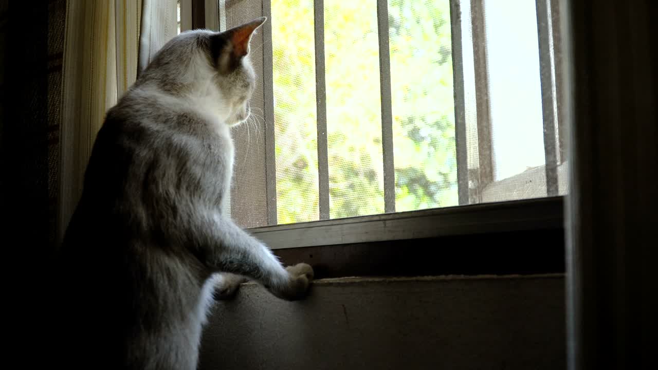 창밖을 바라보는 고양이