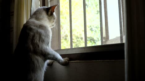 cat looking outside window