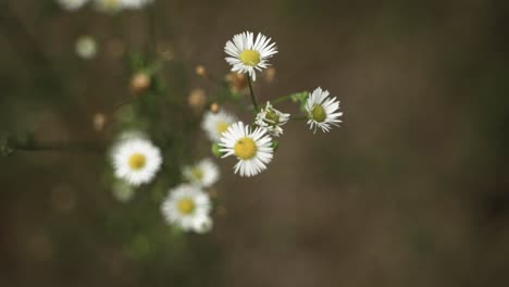 beautiful, dramatic white and yellow wildflowers