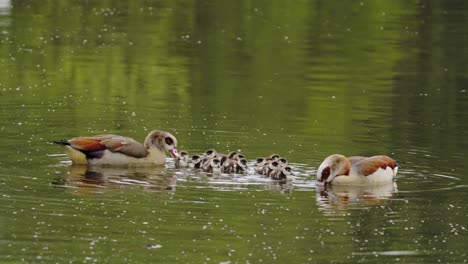 a couple of ducks and their twelve ducklings on their first river cruise