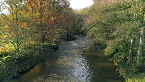 North-York-Moors,-Yorkshire-River-Esk-Drohnenaufnahmen,-Flug-Vom-Fluss,-Hinauf-Durch-Herbstliche-Bäume,-Egton-Bridge,-Phantom-4-Luftaufnahme-–-Herbst-Clip-1