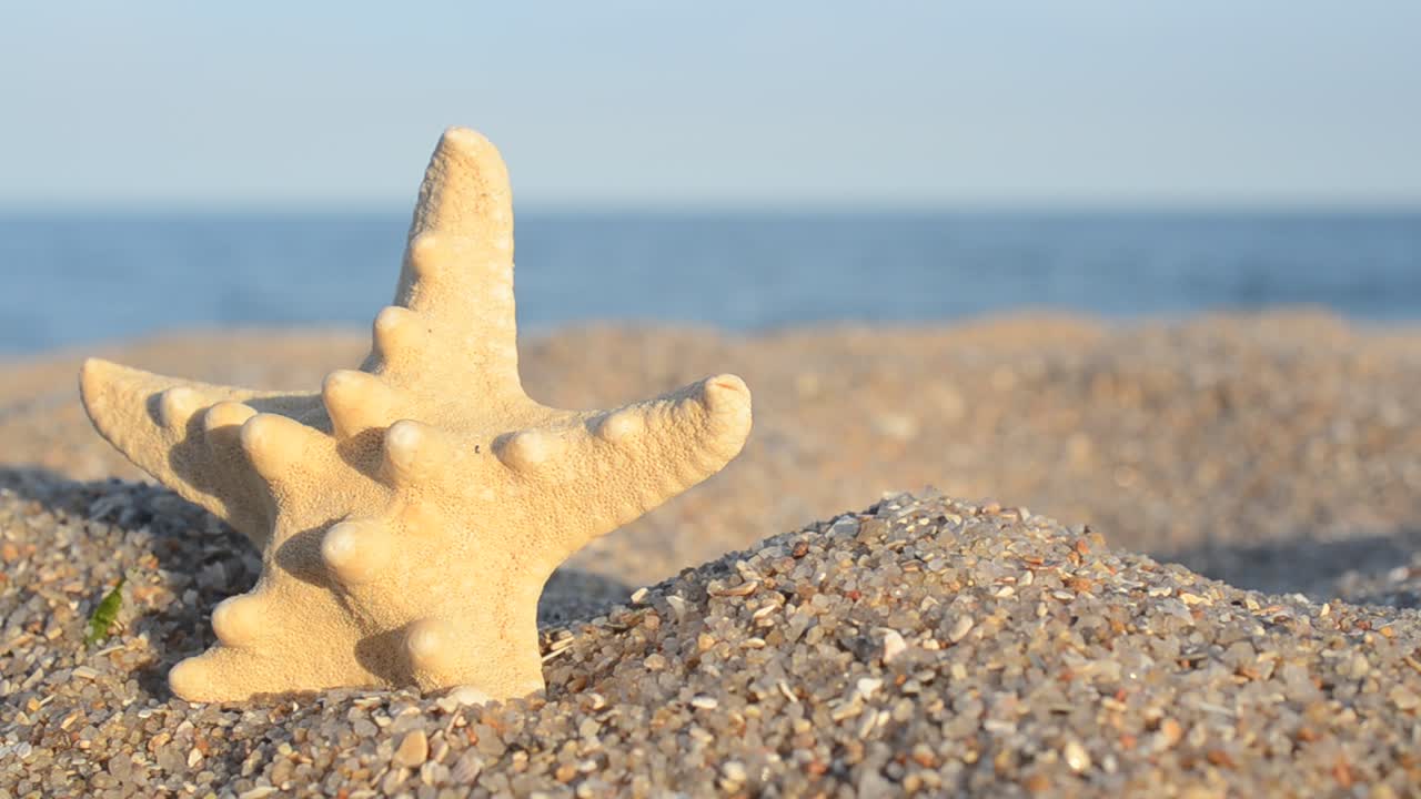 Sea cockleshells against the background of the sea. Shooting on the beach