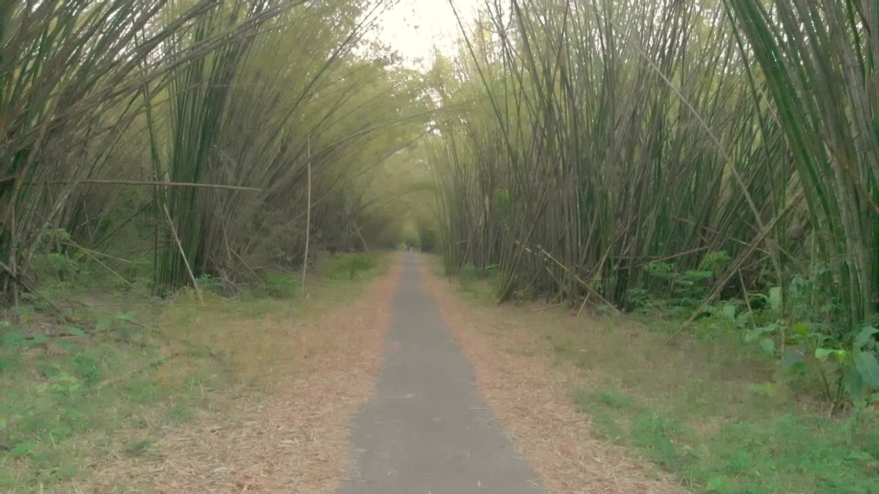 카리브해의 트리니다드 토바고 섬에서 발견된 천연 대나무 대성당 형성