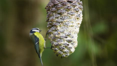 a blue tit feeding in the garden on a pine cone