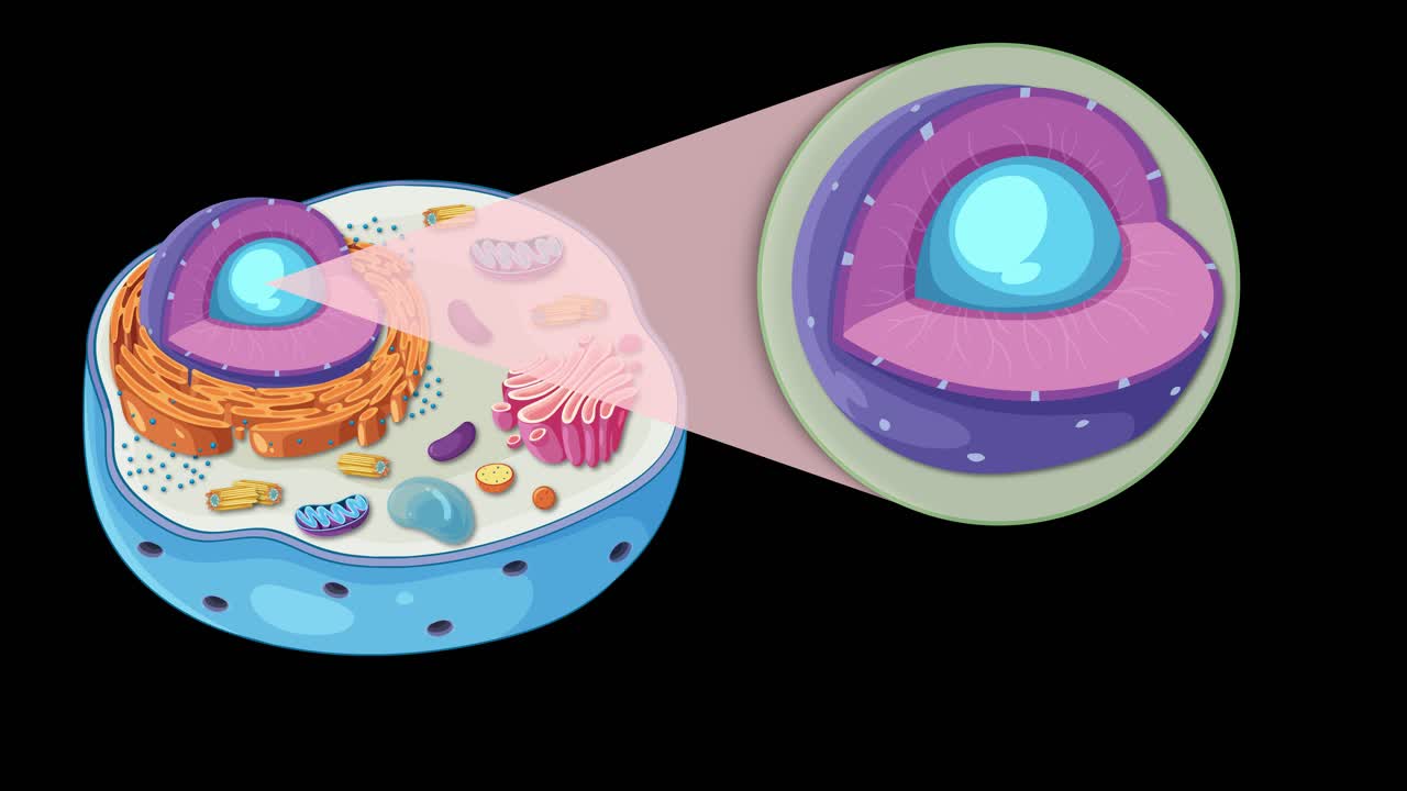 A vibrant animation illustrating animal cell anatomy with focus on the nucleus and nucleolus, highlighting cellular components