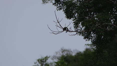 Una-Silueta-De-La-Ardilla-Buscando-Comida-En-Ramas-Desnudas-En-El-Bosque,-Parque-Nacional-Kaeng-Krachan,-Tailandia