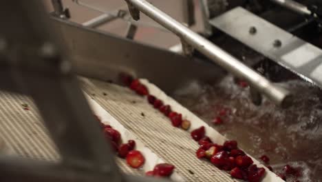 fresh strawberries moving through the cleaning process in a factory from the water onto a conveyor system