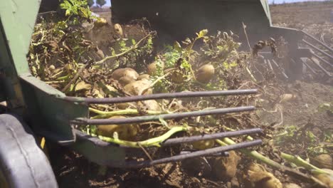 Recogiendo-Patatas-En-El-Campo.-Primer-Plano-De-La-Cosecha-De-Patatas.