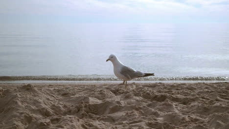 Möwe-Auf-Strandsand-Auf-Der-Suche-Nach-Nahrung.-Möwe-Spaziert-Am-Meeresstrand