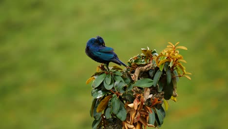 Cámara-Lenta:-Plumas-De-Estorninos-Brillantes-De-Capa-Mientras-Se-Sienta-En-Lo-Alto-De-Un-árbol-Con-Hojas-Amarillas-Y-Verdes,-Enfoque-Superficial