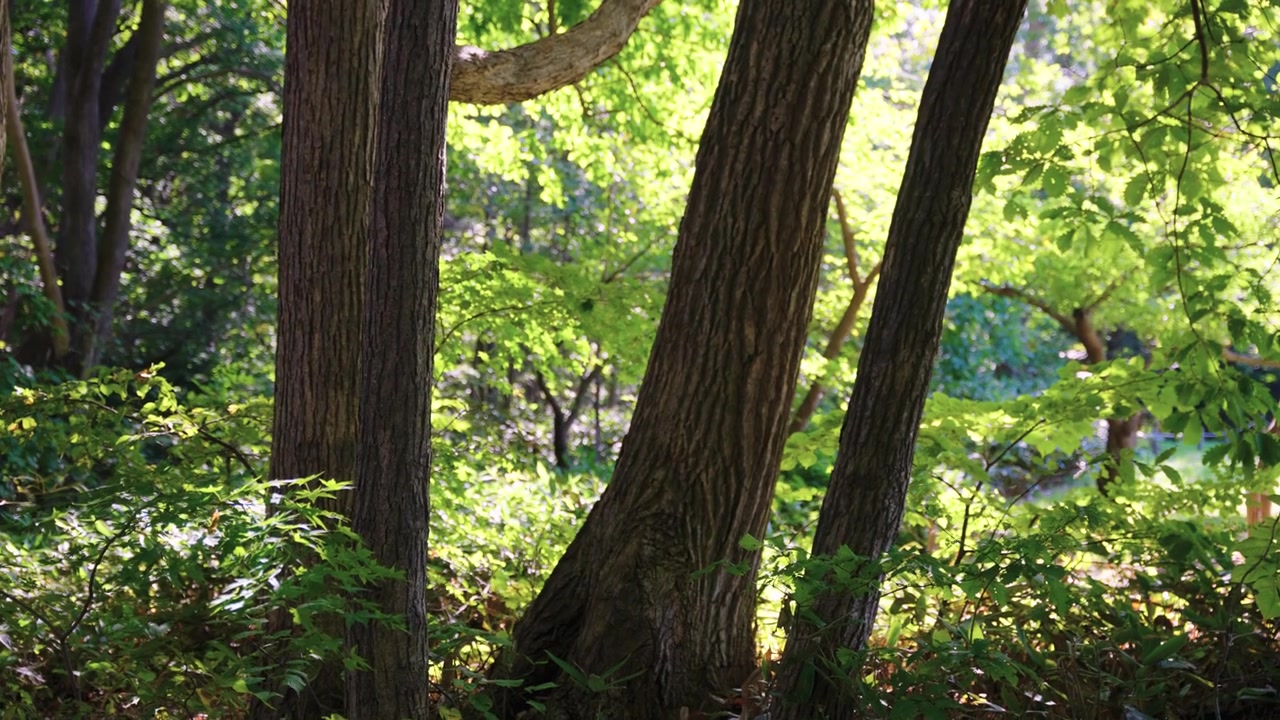 Alba mattutina con sfondo naturale, querce a Hokkaido, Giappone