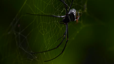 araña de tela de orbe dorado y uno de sus bebés en su espalda mientras descansa en su red, clip de video de vista frontal