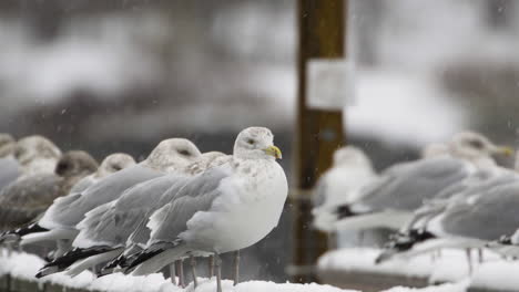 seagulls lined up on a wooden railing while it is snowing