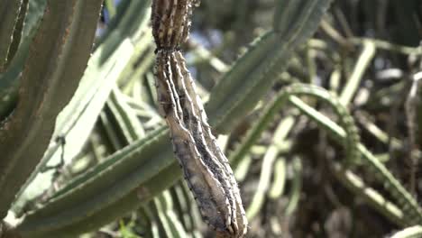 colgando cereus muerto balanceándose lento cactus