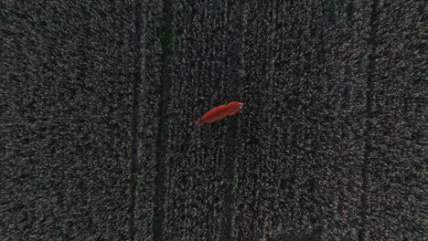 Birdseye-drone-shot-above-a-deer-on-a-wheat-field,-summer-evening-in-the-Nordics