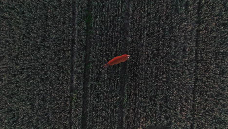 drone de ojo de pájaro disparado sobre un ciervo en un campo de trigo, noche de verano en los nórdicos