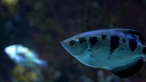 close-up of a archerfish