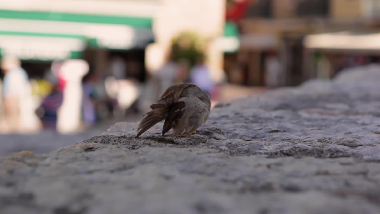 가르다 호수의 역사적인 건물에서 깃털을 청소하는 참새