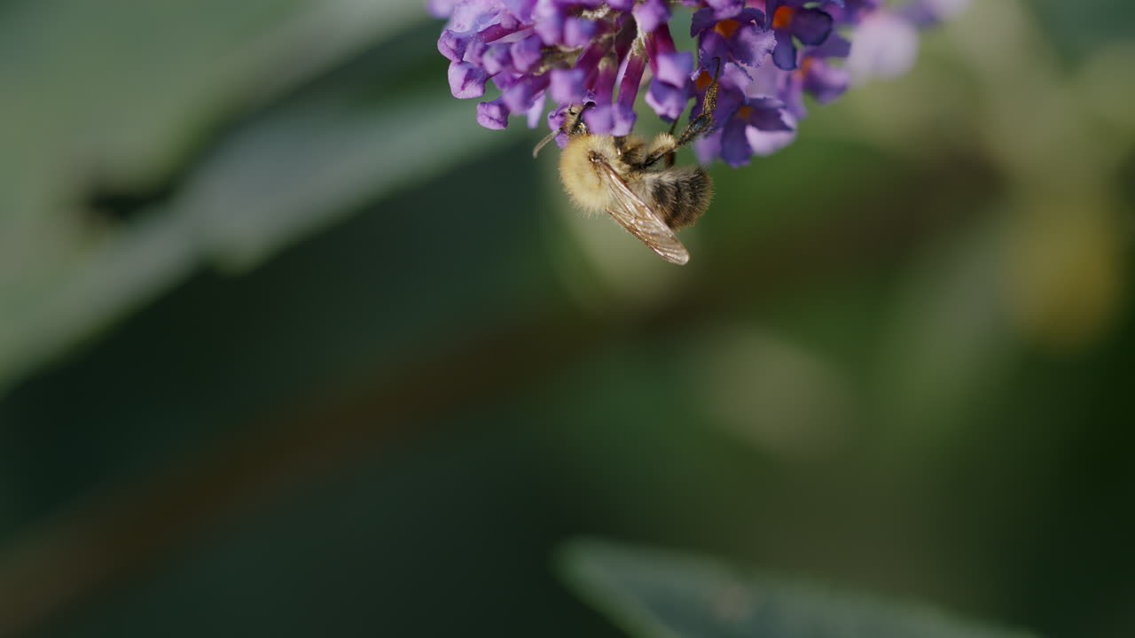 abejorro en las flores púrpuras de la budleia