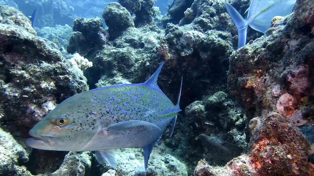 Group of Bluefin trevally super close in front of camera