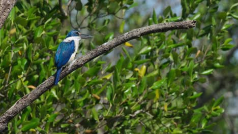 Camera-zooms-out-as-this-bird-looks-to-the-right-while-perched-on-a-branch,-Collared-Kingfisher-Todiramphus-chloris,-Thailand