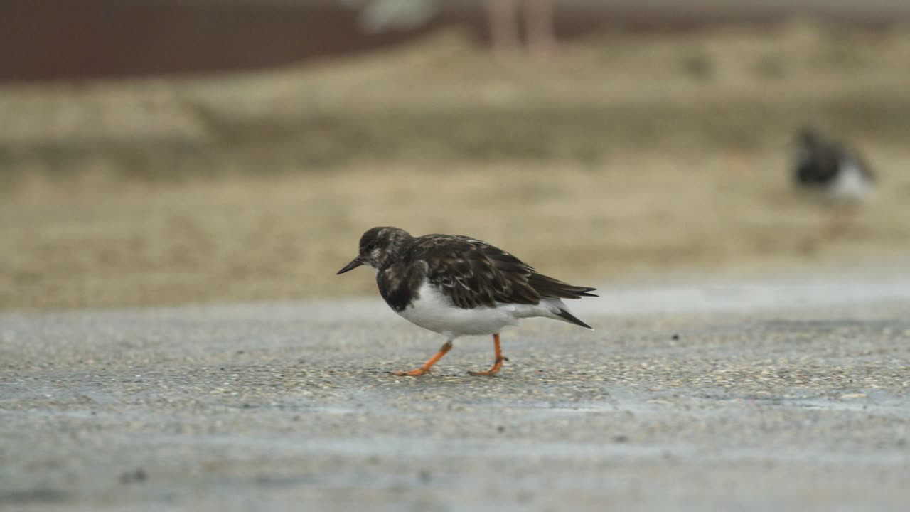 곤충을 위해 콘크리트 바닥을 탐험하는 동안 활동적인 샌드 파이퍼 보빙 헤드