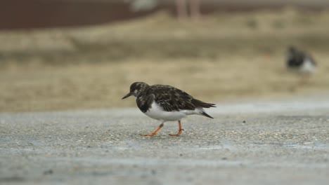 active sandpiper bobbing head while walking exploring concrete floor for insects