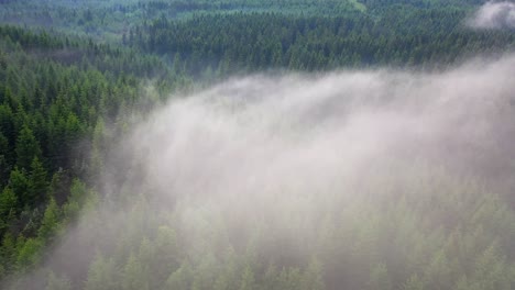aerial view of a large forest, going through clouds - beautiful fast drone video