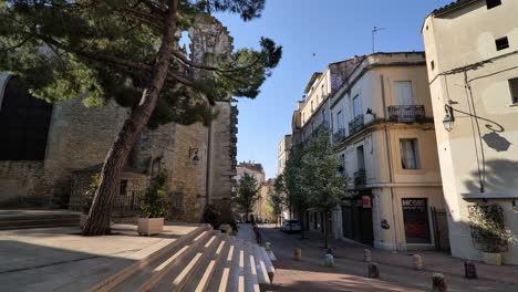 pine tree on an empty square montpellier birds flying