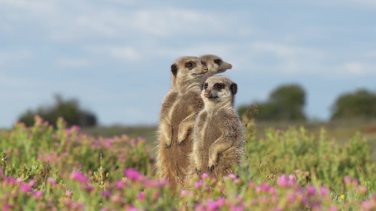 Suricati che si svegliano in Africa con una splendida alba.
