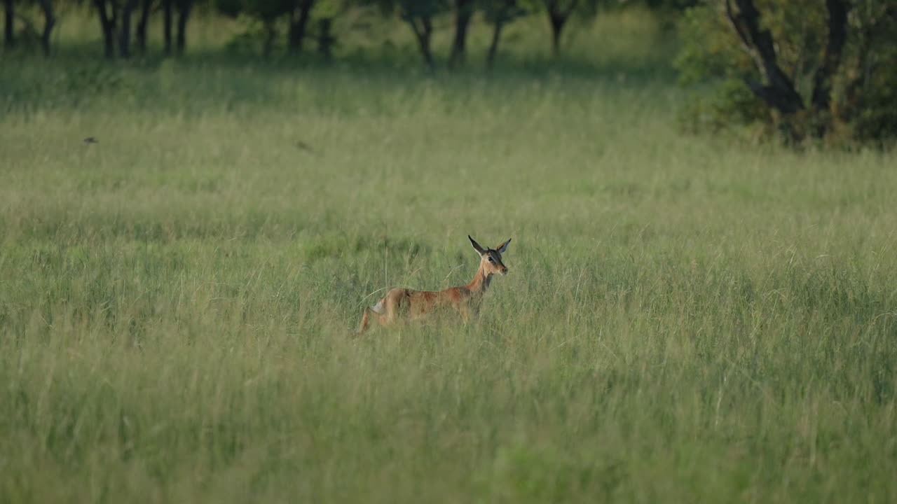 Impala Jumping in African Grassland