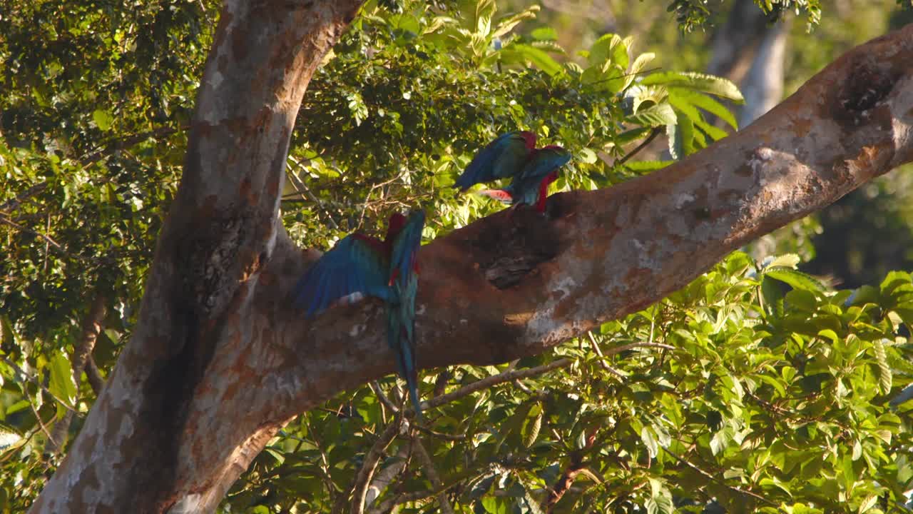 Pair of Green Winged Macaws comes in slow motion and reducing their speed in flight to land on to a branch in the Canopy