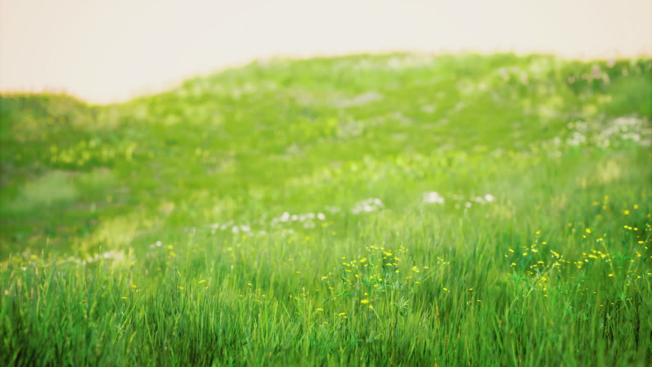 Vibrant green meadow with wildflowers under soft sunlight in spring
