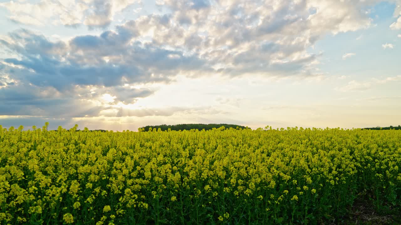 Golden fields of blooming rapeseed stretch beneath a vast, cloudy sky