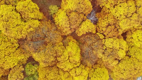 yellow trees in autumn forest