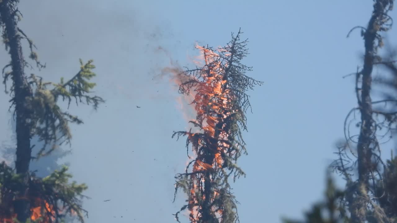 산불은 불꽃으로  ⁇ 인 나무를 파괴하고 연기를 몇 마일 떨어진 곳으로 공중에  ⁇ 아 올립니다.