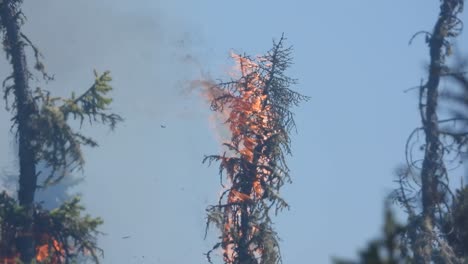 Waldbrände-Zerstören-Von-Flammen-Bedeckte-Bäume-Und-Lassen-Kilometerweit-Rauch-In-Die-Luft-Steigen